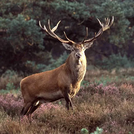 Hébergement de vacances Bakhuisje *