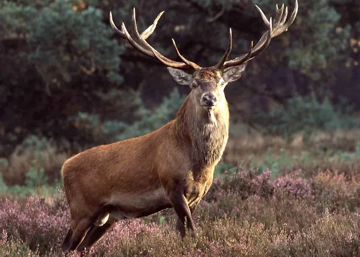 Nyaraló Bakhuisje *